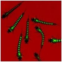 Transgenic Anopheles larvae